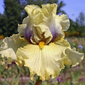 Iris germanica Trade Secret - Baardiris