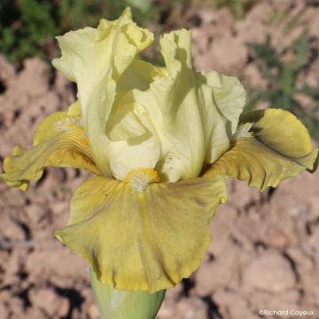 Iris germanica Verdissant - Baardiris