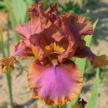 Iris germanica Wild Frontier - Baardiris
