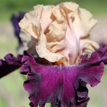 Iris germanica Sacrée Gralée - Baardiris