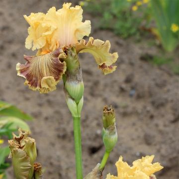 Iris germanica Vieilles Vignes - Baardiris