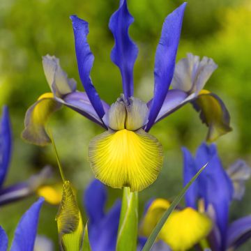 Iris hollandica Miss Saigon - Hollandse iris