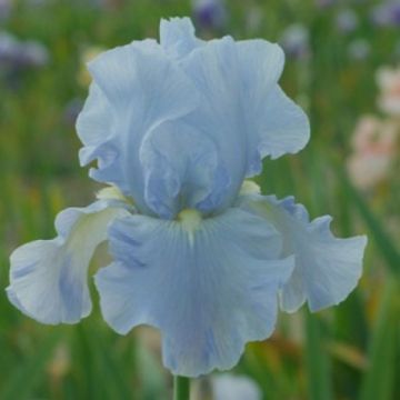 Iris germanica Navajo Jewel - Baardiris