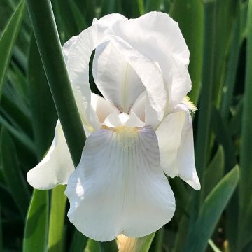 Iris pumila Bright White - Dwergbaardiris