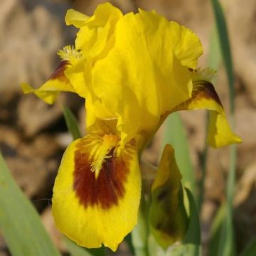 Iris pumila Curio - Dwergbaardiris