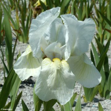 Iris pumila Dream Stuff - Dwergbaardiris