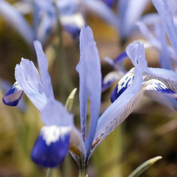 Iris reticulata Clairette - Netiris