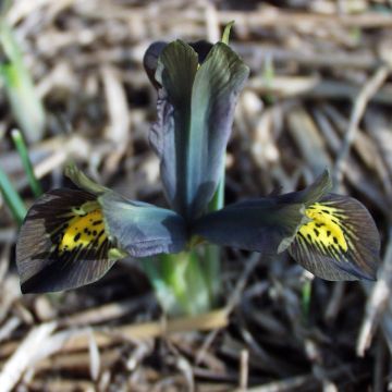 Iris reticulata Down to Earth - Netiris