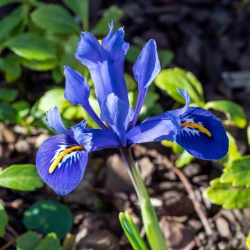 Iris reticulata Harmony - Netiris