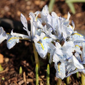 Iris reticulata Polar Ice - Netiris