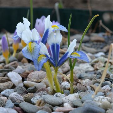 Iris reticulata Sea Breeze - Netiris