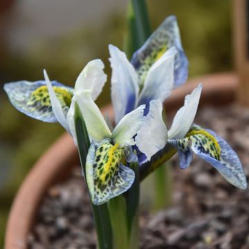 Iris reticulata Splish Splash - Netiris