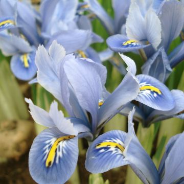 Iris reticulata Blue Planet - Netiris