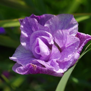 Iris sibirica Pink Parfait - Siberische iris
