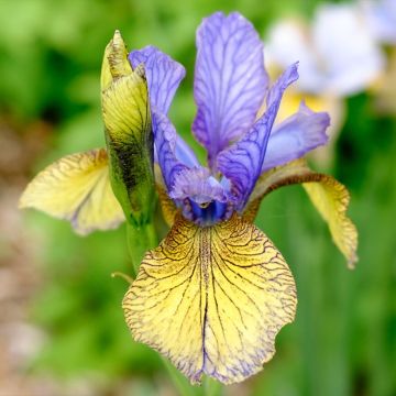 Iris sibirica Tipped in Blue - Siberische iris