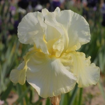 Iris germanica Total Recall - Baardiris