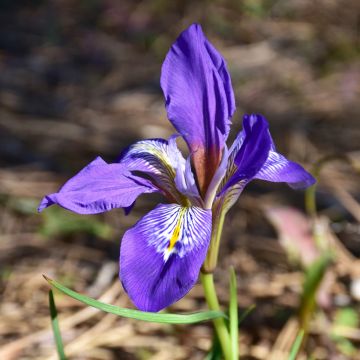 Iris unguicularis - Winteriris