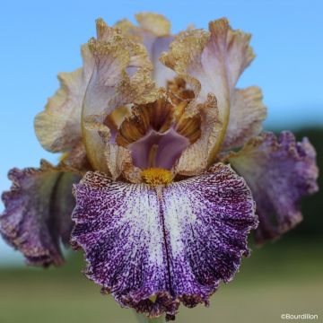 Iris germanica Dipped in Dots - Baardiris