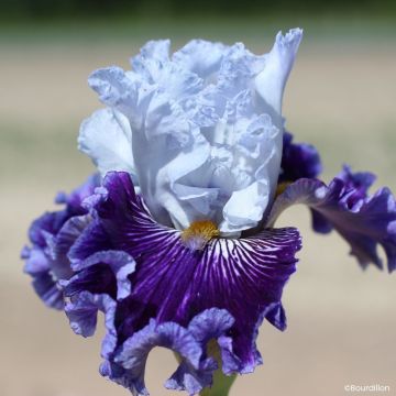Iris germanica Polar Shift - Baardiris
