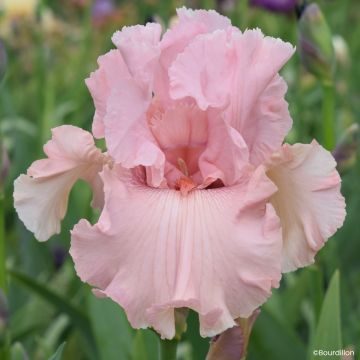 Iris germanica Star Appeal - Grand Iris des Jardins