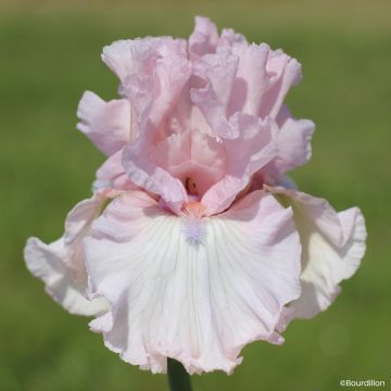 Iris germanica Vanity Girl - Grand Iris des Jardins
