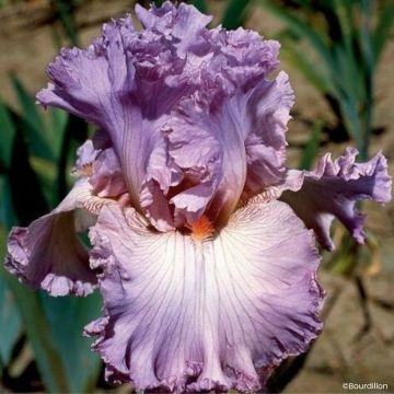Iris germanica Vienna Waltz - Grand Iris des Jardins