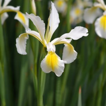 Iris ochroleuca (orientalis) - Steppe-iris