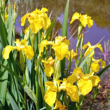 Iris pseudacorus Compact Form - Gele lis