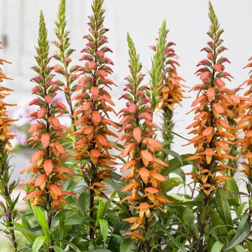 Isoplexis Bella - Canarisch vingerhoedskruid