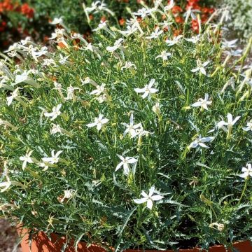 Isotoma Wendys White - Laurentia
