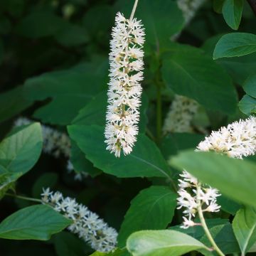 Itea virginica Love Child - Bloemwilg