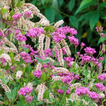 Itea virginica - Bloemwilg