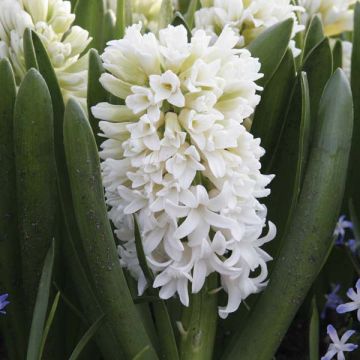 Hyacint Dubbel Top White - Hyacinthus orientalis