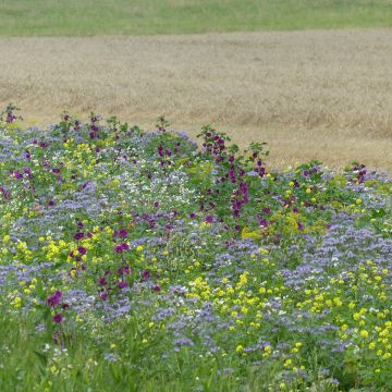 Jachère mellifère Tübinger BIO