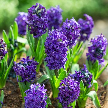 Hyacint Atlantic - Hyacinthus orientalis