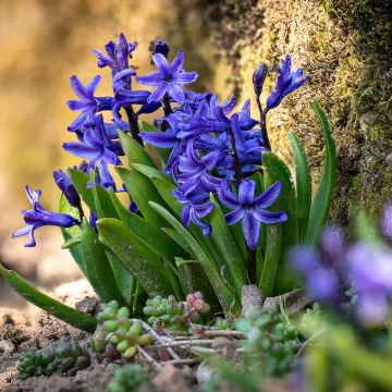 Hyacint Blue Star - Hyacinthus orientalis