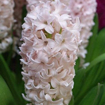 Hyacint China Pink - Hyacinthus orientalis