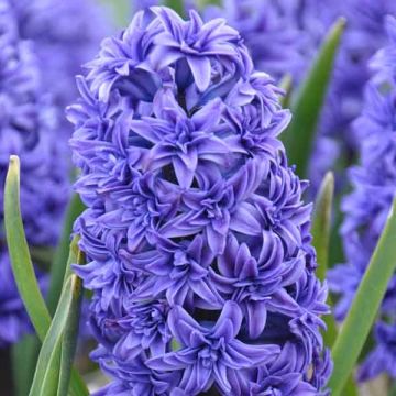 Hyacint Crystal Palace - Hyacinthus orientalis
