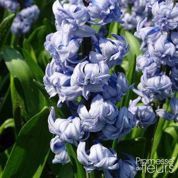 Hyacint General Kohler - Hyacinthus orientalis