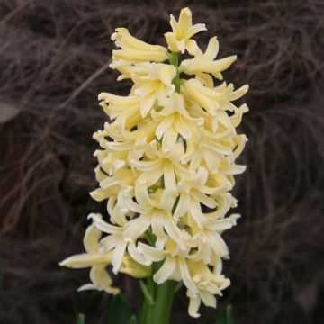 Hyacint Gipsy Princess - Hyacinthus orientalis