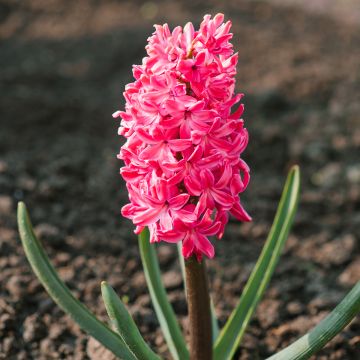 Hyacint Jan Bos - Hyacinthus orientalis