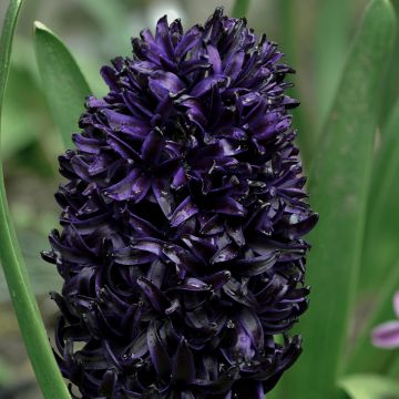 Hyacint Midnight Sky - Hyacinthus orientalis