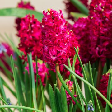 Hyacint Red Glory - Hyacinthus orientalis