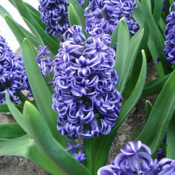 Hyacint Rembrandt - Hyacinthus orientalis