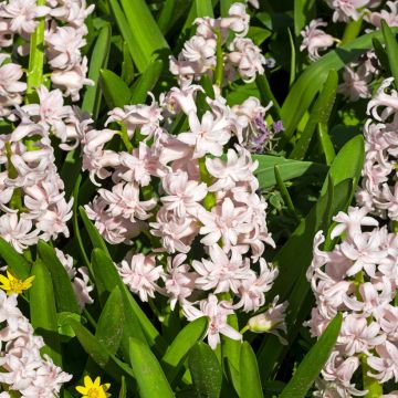 Hyacint Rosette - Hyacinthus orientalis