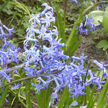 Hyacint Multiflora Blauw bol - Hyacinthus orientalis
