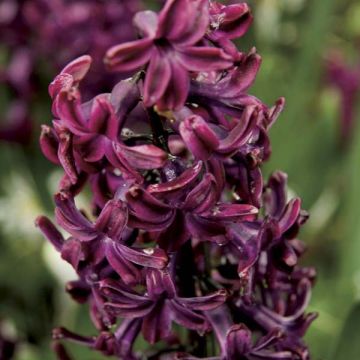 Hyacint Woodstock - Hyacinthus orientalis