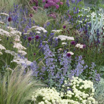 Droge natuurtuin voor 2 m²