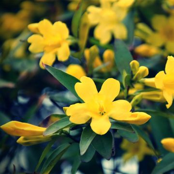 Jasminum humile Revolutum - Gele jasmijn