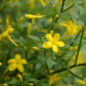 Chrysojasminum fruticans - Struikjasmijn